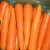 fresh vegetable carrot for export