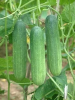Fresh vegetables/ Green cucumber for sale