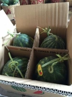FRESH WATERMELON- NEW CROP 2017- PREMIUM QUALITY