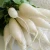 Import Fresh White Radish from India