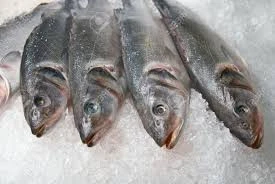 Frozen Pacific Saury Fish, Canned, Bait, Seafood