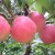 Gala fuji fresh apple fruit for sale