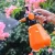 Import Gardening Water Can Hand Press Grip Style Sprinkled Kettle Plants Flower Spray Watering Pot Plastic from China