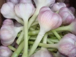 Garlic
