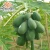 Import Herbal import made in factoryred lady taiwan papaya seed powder extract from China