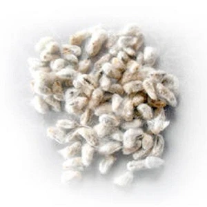 High quality and low price cotton seeds