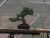 Import High quality and Professional home & garden japanese BONSAI with Eco-friendly made in Japan from Japan