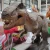 Import High Quality Artificial Animatronic T Rex Dinosaur Model Life Size Dinosaur Project from China
