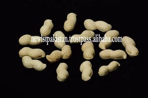 High Quality Blanched Peanuts/Groundnuts Kernel for Export Quality
