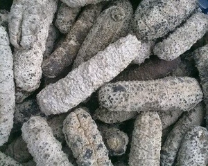 High Quality Dried Sea Cucumber for Sale