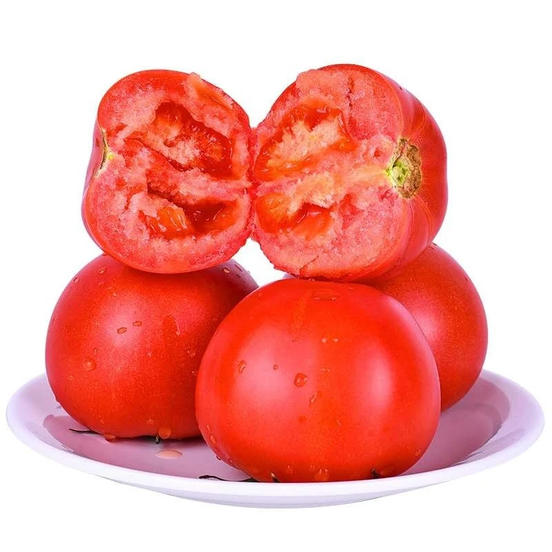 High quality for sale China red tomatoes fresh tomatoes