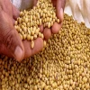 High Quality Premium Natural and Non- GMO Yellow Soybean Seeds / Soya Bean /Soy Beans (human and animal feed)