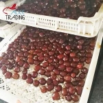 Honey Dates Dried Date Fruits in bulk Wholesale