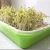 Import Hot Sales High Quality Home DIY Green Hydroponics Bean Sprouting Microgreens Seed Trays With Lid from China