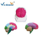 Human Teaching Brain Mantle Function Position Head Brain Anatomy Model