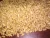Import Indian Barley for Animal Feed from India