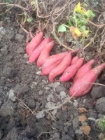 JAPANESE YELLOW SWEET POTATO FOR SALE WITH BEST PRICE