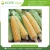 Import Leading Exporter Of Premium Quality Corn Maize Seeds 100% Natural Dried Corn Seeds Buy At Wholesale Price from India