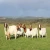 Import Live %Boer Goats, Live Sheep & Live Goats, Dorpers, Kalahari Reds and Holstein Heifers for sale in ukraine from Ukraine