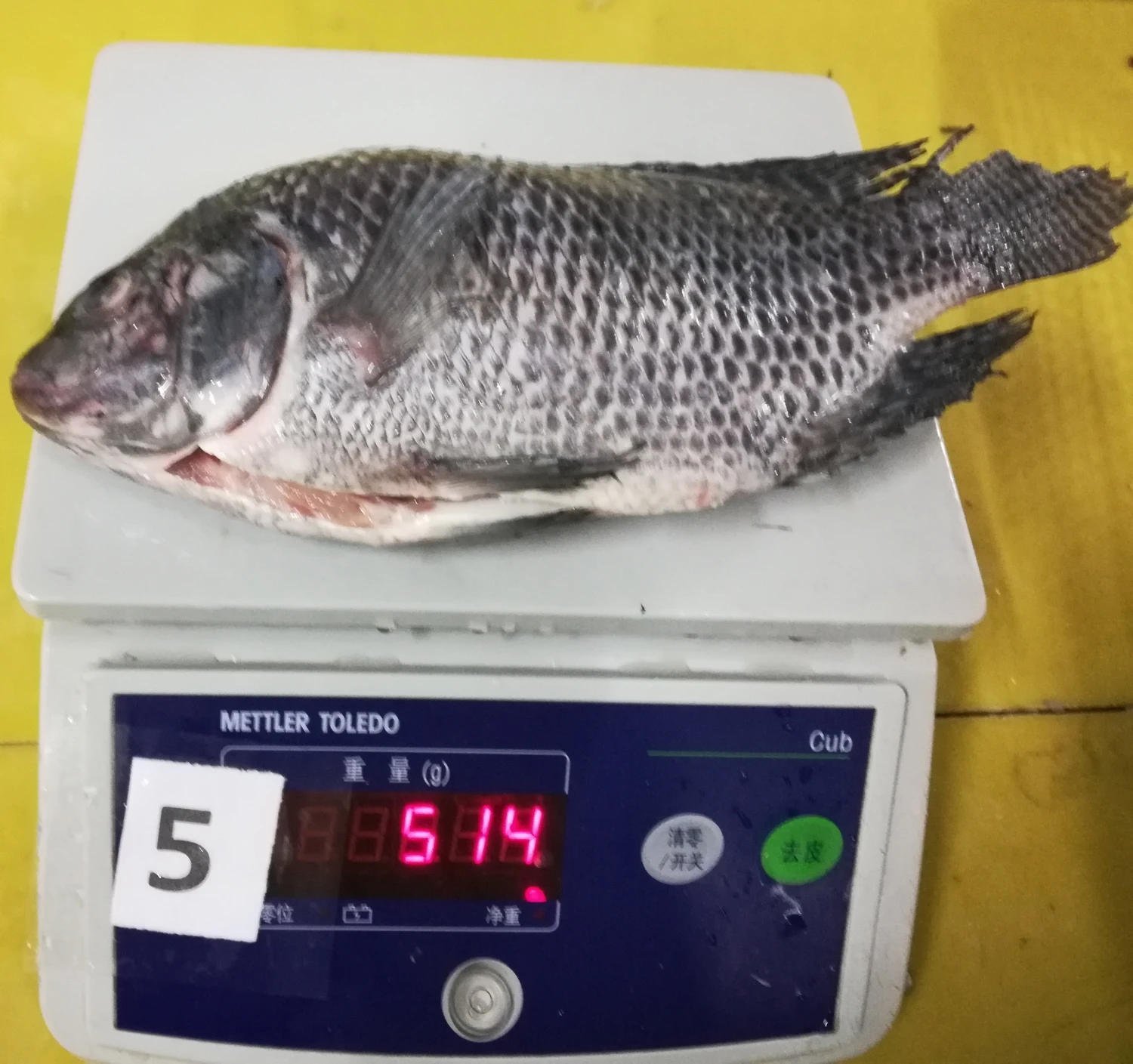 Live Fish Best Fresh Frozen Black Gutted Scaled Whole Tilapia (oreochromis mossambicus)