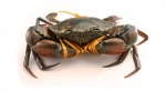 Live Mud Crabs