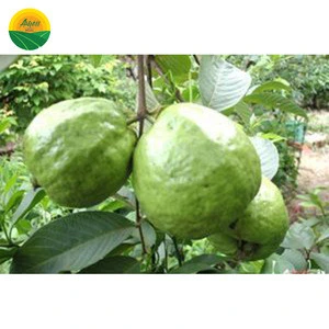 LOW PRICE GUAVA - HIGH QUALITY FROM VIET NAM