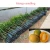 Import Mango Fruit Trees from China
