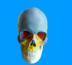 medical anatomical colored skull model
