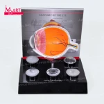 Medical equipment anatomical human eye model with 4 corneas