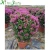Import Natural Plants Flowering Bougainvillea Bonsai from China