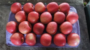 new fresh fruits red Fuji apples