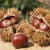 Import Nice Color Kuancheng 25KG Fresh Chestnut from China