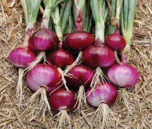 NON GMO Fresh Onion