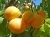 Import Nutritious Dried Apricot Kernels from Uzbekistan
