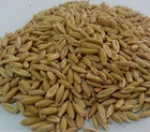 Oats