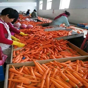 Organic Fresh Red Vegetable Carrot