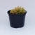 Import ornamental plants wholesale inodoor plant echeveria Live natural succluents plants from China