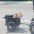 Import Pet Bicycle Trailer Dog Trike Trailer YXEB-T1 from China