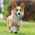 Import Pet Slow Feeder Puzzle Interactive Toys Cats Dogs Food Feeder For Iq Training Mental Enrichment from China