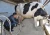 Import Piston milking machine/Vacuum milking machine/ Single barrel milking machine from China