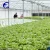 Import Plastic Polycarbonate Multi-span Greenhouse for Agriculture from China