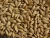 Import Premium High Quality  Animal Feed Barley from South Africa