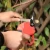 Import Professional Cordless Electric Pruning Shears with 2 Pack Backup Rechargeable 2Ah Lithium Battery Powered Tree Branch Pruner from China