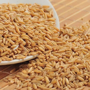 Pure oat grain Oats/Hulled Oats