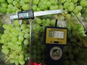 Quality Fresh Seedless Grapes Available in All Colors