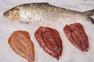 Quality Frozen shad roe