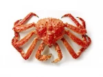 Quality Snow Crab Antarctica / Deep Sea Crab/ Baby King Crab Wholesale