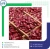 Import Red Kidney Beans Small &amp; Long Size High In Protein Top Grade Quality Rajma Seed Manufacturer &amp; Global Supplier from India