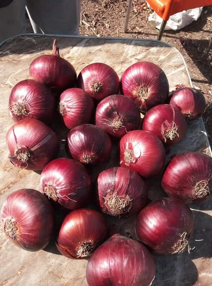 red onion 5-7CM Egypt supplier fresh red onion importers