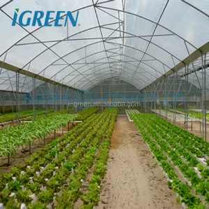 Roof vent vegetable greenhouse with excellent natural ventilation